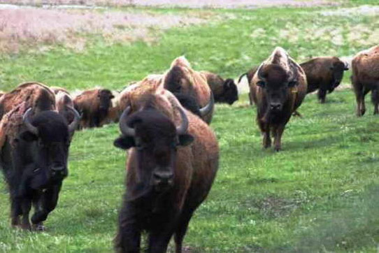 Bison Herd